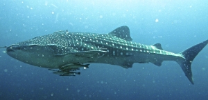 Whale Sharks, the largest known fish. 