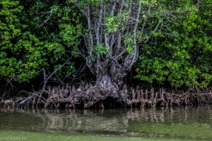 Amazing roots