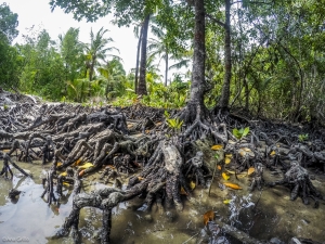 Mangroves in Phuket 