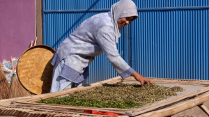 A woman drying holy mangrove leaves 