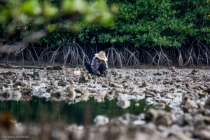 During low tide in early morning in Salak Kok Bay, Trat, Ms. Lek, local resident of Koh Change harvests mangrove oysters.