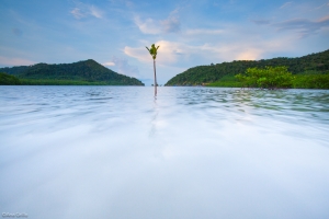 A young mangrove in coastal Thailand 