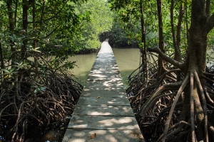 An elevated walking path through the mangrove forest of Peam Krasop Wildlife Sanctuary