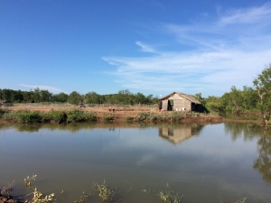 A shrimp farmer's hut stands near a pond in the Mekong Delta along Tra Vinh, Viet Nam. More sustainable shrimp farming is now being promoted to restore mangroves in the province