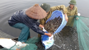 Mr. Tran Van Van and other farmers collecting shrimps in the shrimp pond