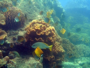 Butterfly fish and snappers in Trao Reef Marine Reserve