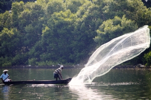 Cast net fishing in Ashtamudi Lake