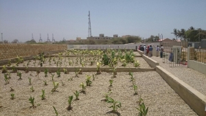 Reed bed sewage water treatment system