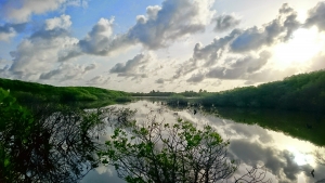 A mangrove ecosystem in H. Dh Kulhudhuffushi