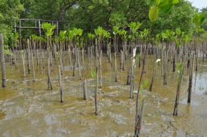  Mangrove saplings at the Bangkeao plantation site