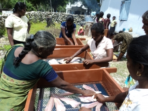 Women undergoing training in new fish processing method  