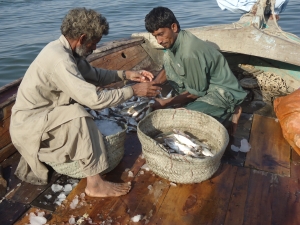 In Rehri Village, Pakistan, MFF is working with local fishers to improve post-harvest fish catch.