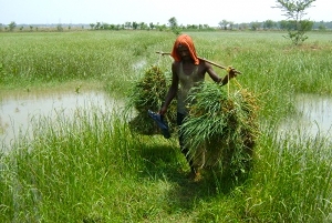 Mangrove associates like marsh grass are excellent fodder for livestock 