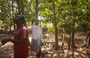 The closest mangrove ecosystem to Malé, capital of the Maldives, is situated in K. Hura. 