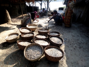 Fishermen processing fish for drying in Shyamnagar