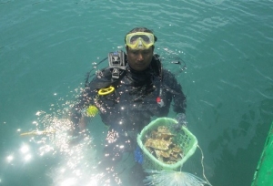 A local fisherman diver prepares to transplant corals in Bai Huong. 