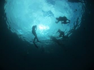 Students snorkeling in the ocean to learn about coral reefs and exploring mangrove ecosystems