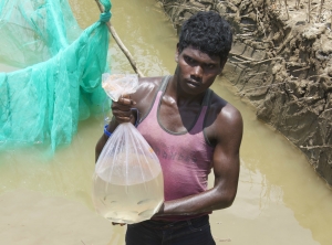 Harvest from the integrated fish farming ponds 