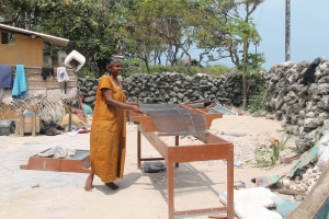 Hygienic, low-salt dried fish production on Delft Island using elevated benches 