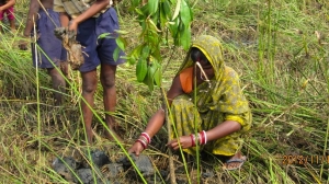 Women partake in mangrove plantation