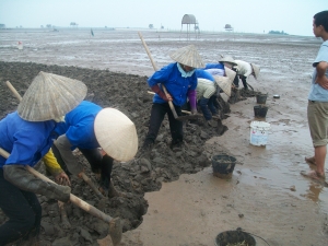 Clams collection by local women at Xuan Thuy National Park 