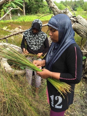 Leena collecting reeds from the nearby marshland.