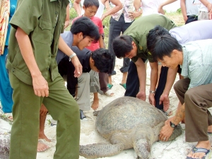 Local volunteers release a green turtle in Minh Chau island, Viet Nam  