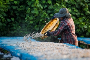 Setting our the daily catch for drying, Phuket