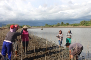 Community planting activities in Pohuwato, Indonesia, Japesda MFF SGF project