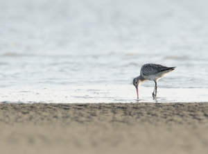 Bar-tailed Godwit in the Nijhum Dwip National Park, Bangladesh 