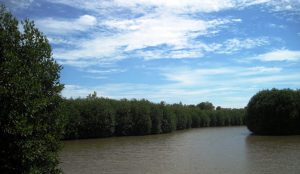 Integrated mangrove-shrimp farming