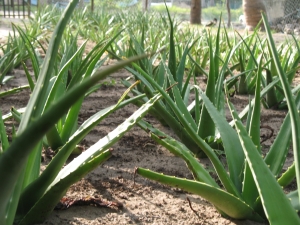 Aloe Vera plantation