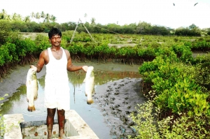 Sea bass harvested from IMFFS farm