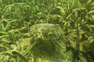 Biodiversity in the seagrass beds of the Gulf of Mannar and Palk Bay