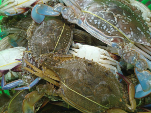 Blue swimming crabs collected from MFMA,