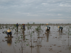 Women planting mangroves in Hau Loc, Thanh Hoa