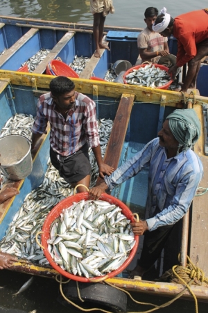 Fishers ponder the day's catch