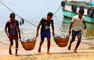 Runners transfer ribbon fish from the boats to the markets