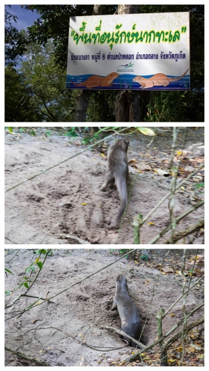 Otter in Phuket