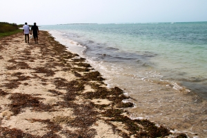 Seagrass washes ashore on Krusadai Island