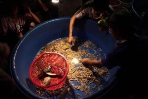 Shrimp farming in Viet Nam