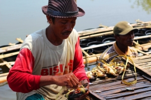 Sunail harvesting crabs and packing them in a "tail-down" position with their arms and legs folded inward toward their bodies to be sold in live conditions
