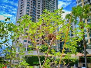 Bird nest in Sukhumvit Park 