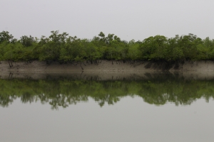 Inside the Indian Sundarban Tiger Reserve at high tide