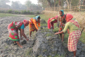 Women define and construct the walls of a new shrimp pond