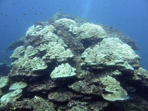 Coral bleaching in Chumphon Province, Thailand