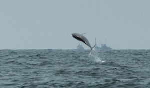 Indo-Pacific Humpback Dolphin