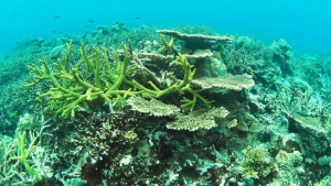 A healthy reef ecosystem in Koh Rong NMP