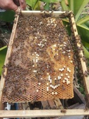 Honey harvesting 