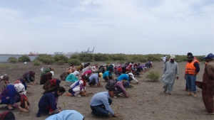 Students and participants plant mangroves near Port Qasim, Pakistan